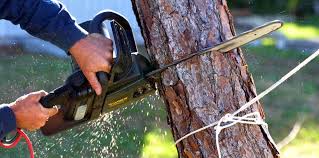Best Lot and Land Clearing  in Davis, CA