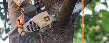 Best Pest Control for Lawns  in Davis, CA