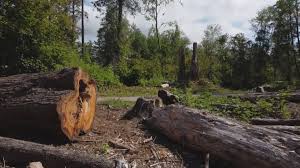 Best Tree and Shrub Care  in Davis, CA