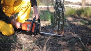 Best Lawn Renovation and Restoration  in Davis, CA