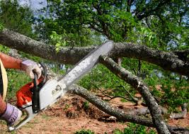 Best Commercial Tree Services  in Davis, CA