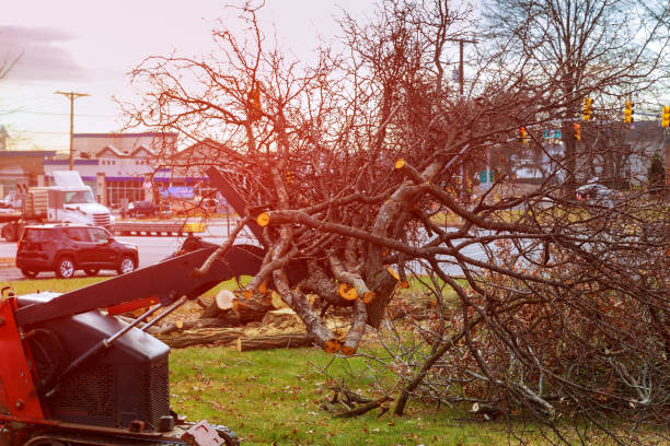 Best Arborist Consultation Services  in Davis, CA