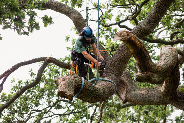 Reliable Davis, CA Tree Care Solutions