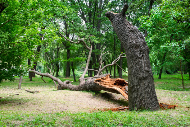 Best Tree Cabling and Bracing  in Davis, CA