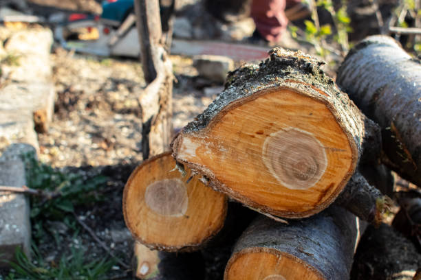 Best Tree Disease Treatment  in Davis, CA