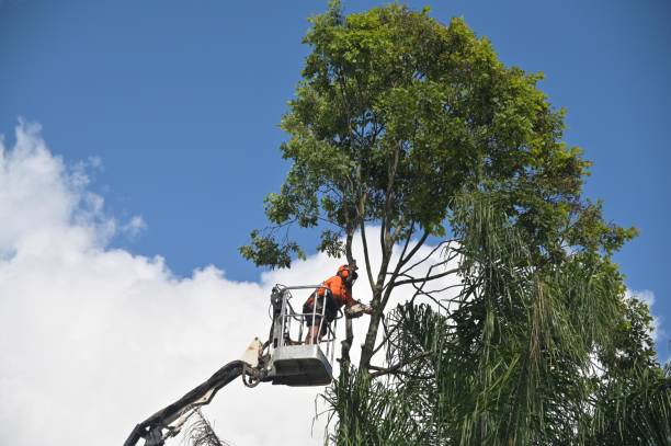 How Our Tree Care Process Works  in  Davis, CA