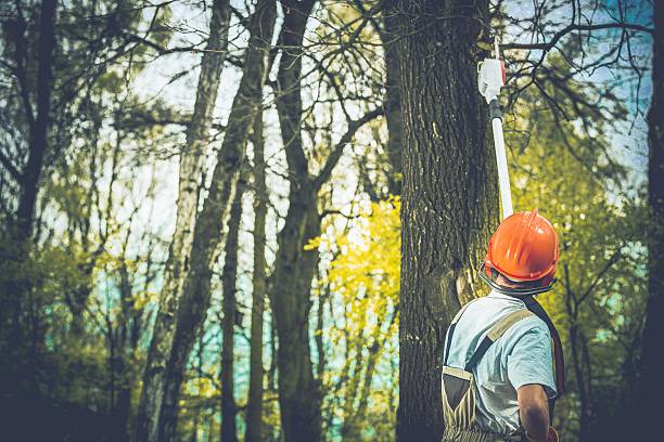 Best Tree Fertilization  in Davis, CA